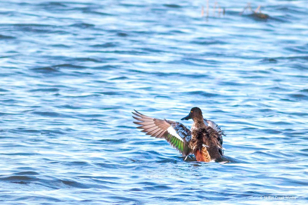 Northern shoveler stretches its wings!