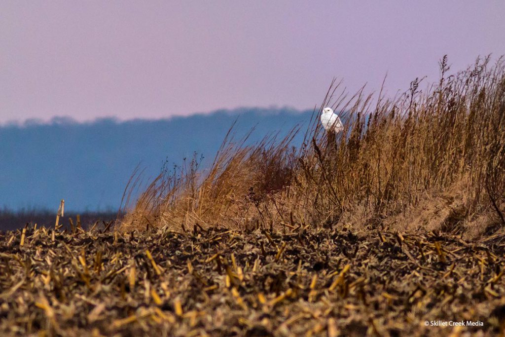 Snowy Owl