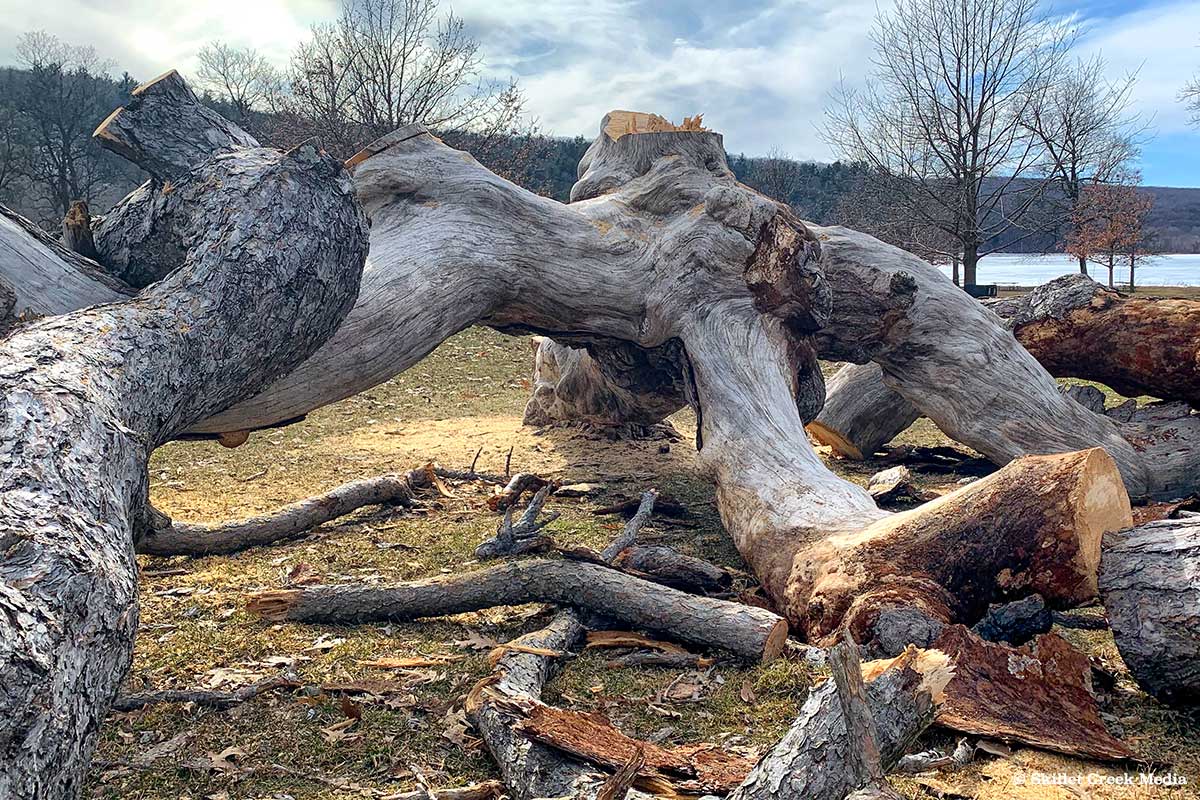 South Shore Black Pine