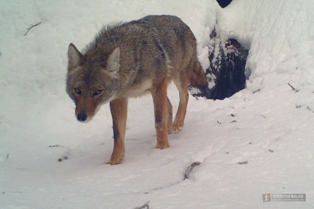 Coyote at Devil's Lake State Park