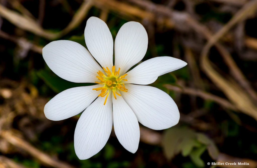 Bloodroot Flower