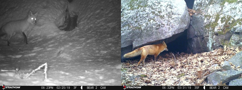 Red Fox at Devil's Lake State Park.