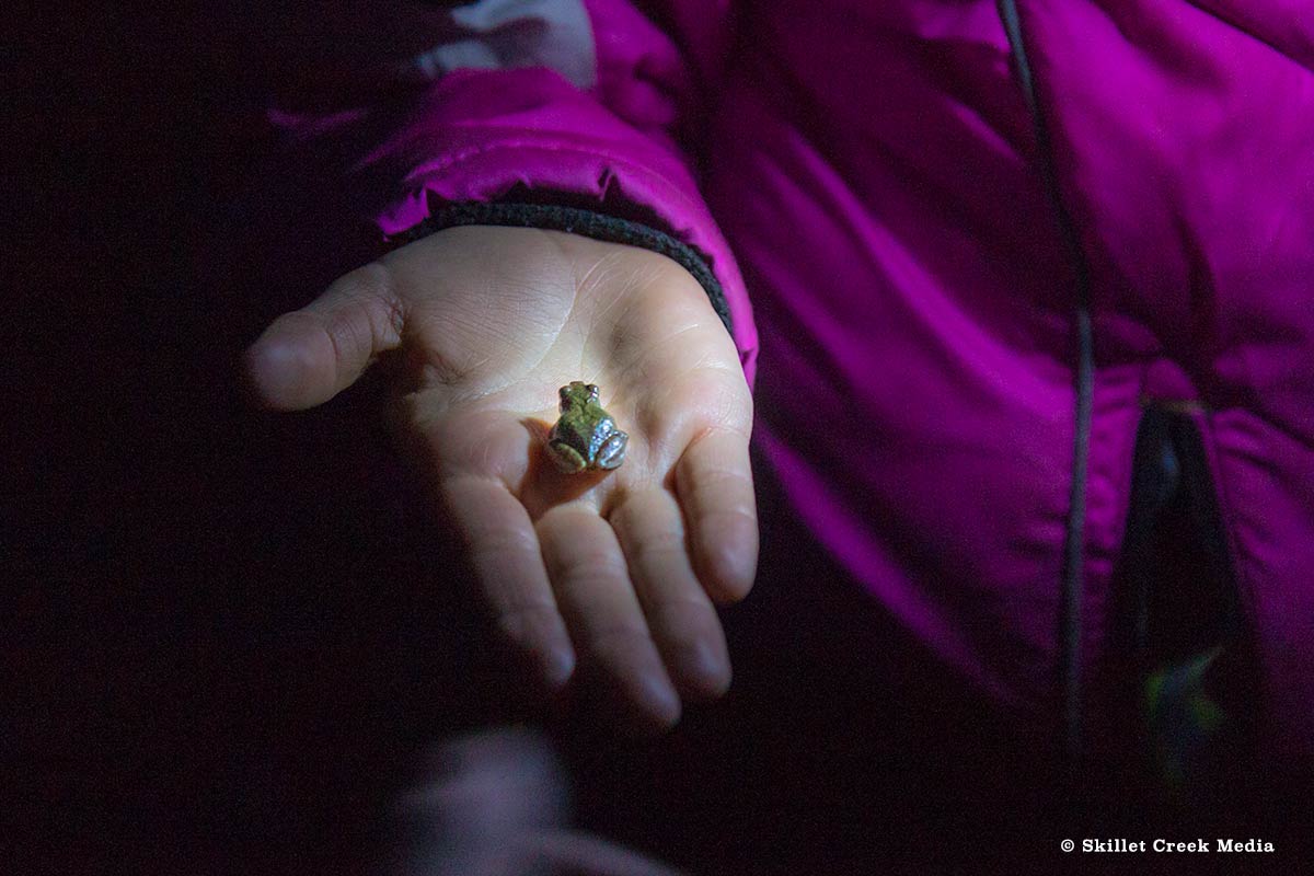 Frog in hand - Devil's Lake Frog Safari