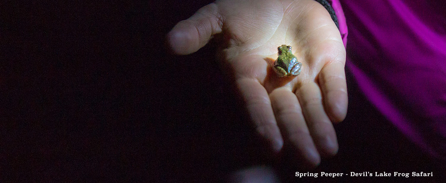 Wisconsin Spring Frogs The Din of the Spring Frogs - Devil's Lake State Park Area Visitor's ...