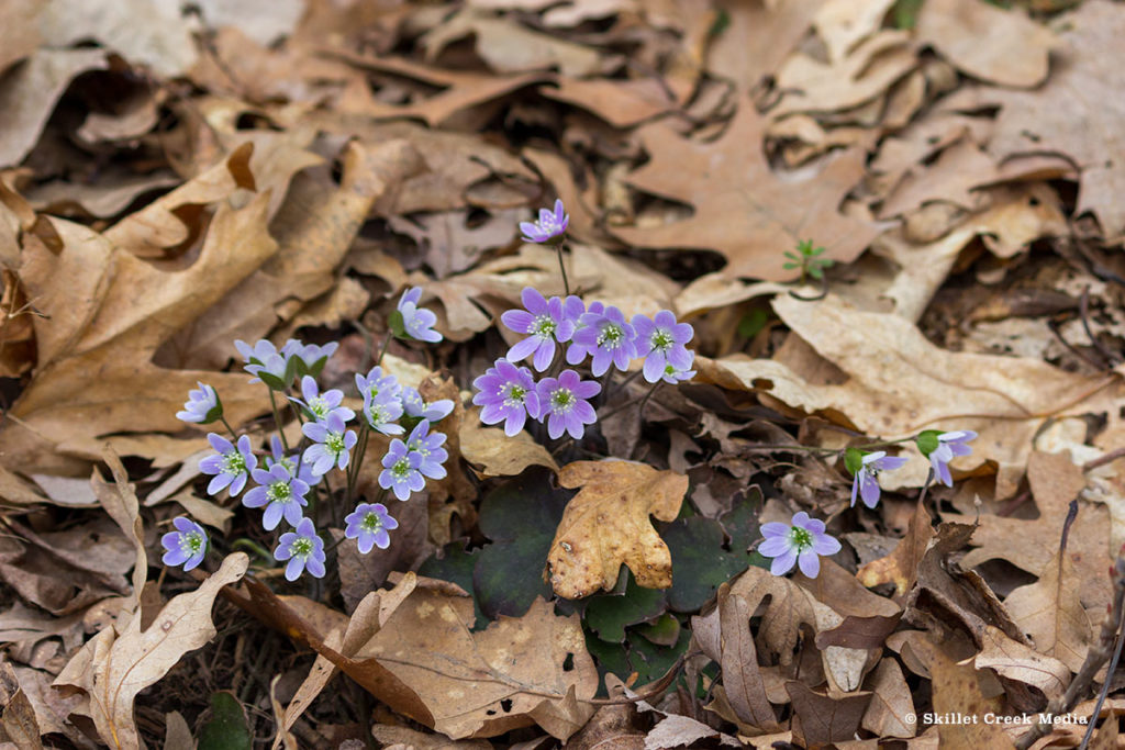 Hepatica