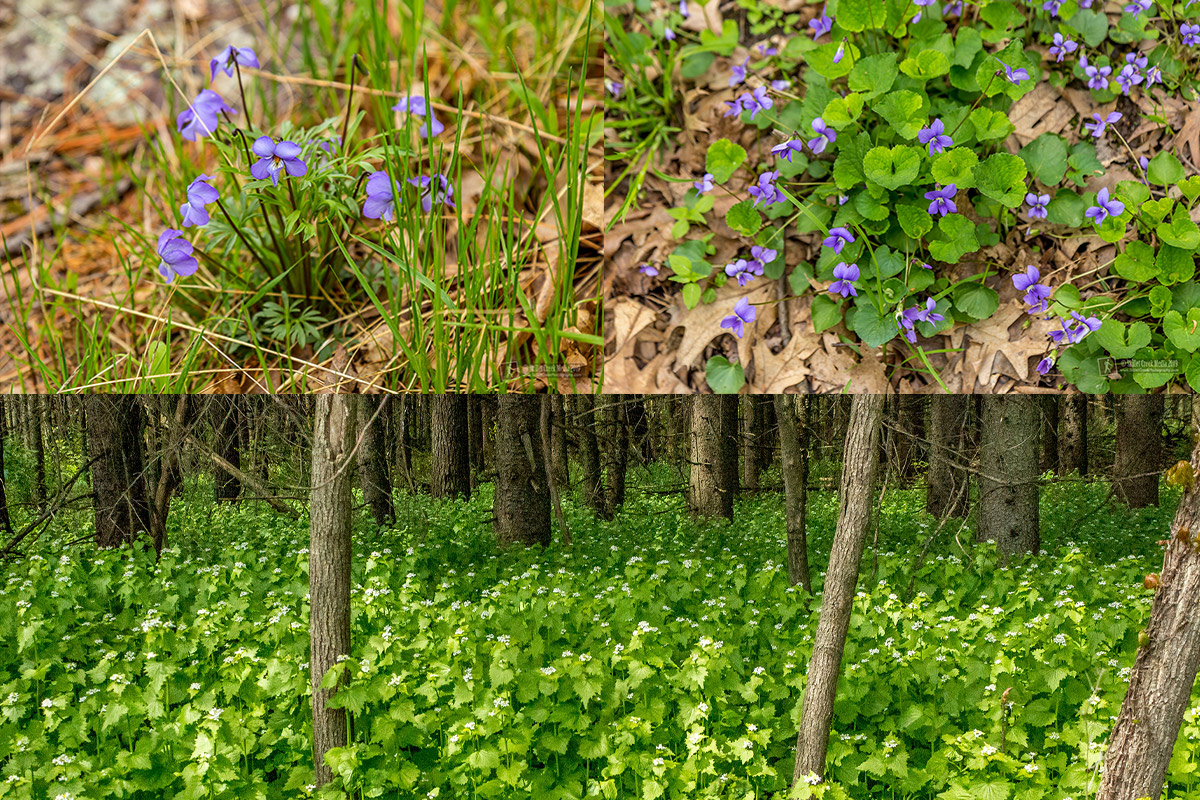 Violets and Garlic Mustard