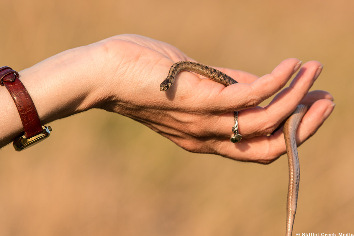A Snake In the Hand