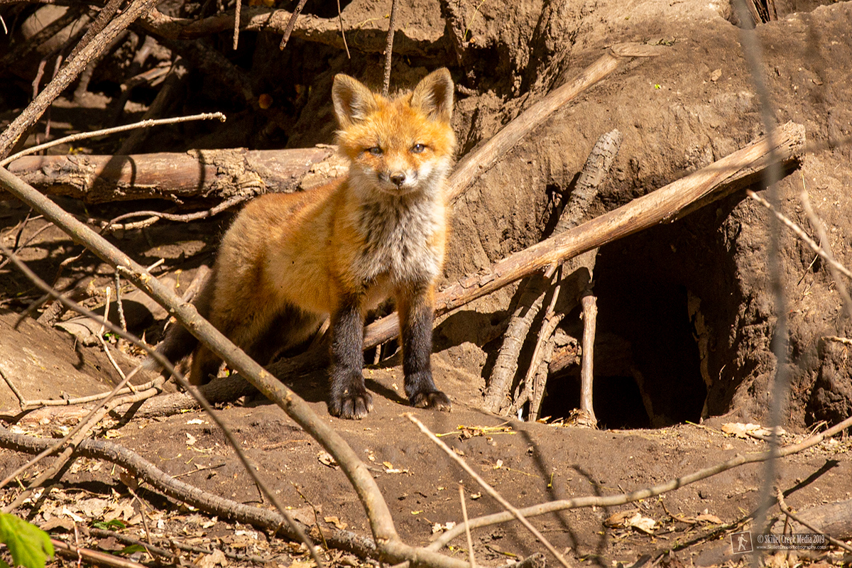 Foxes