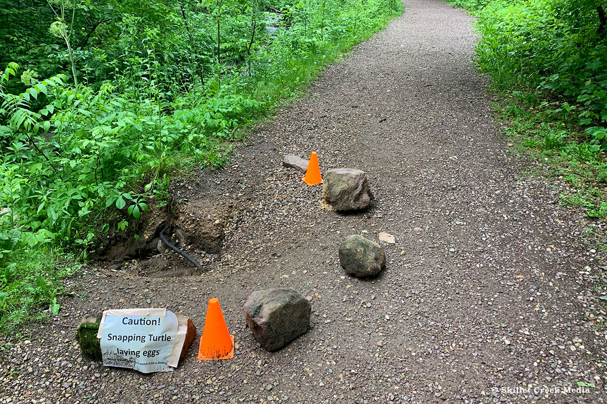 Snapping Turtle at Parfrey's Glen