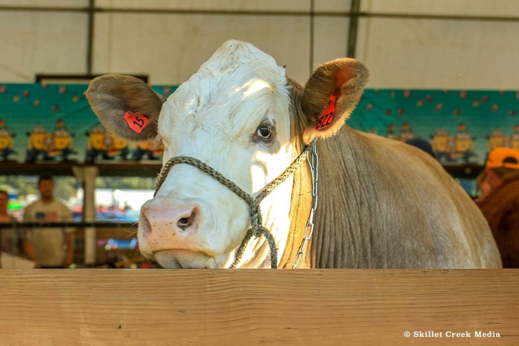 Cow at the Sauk County Fair