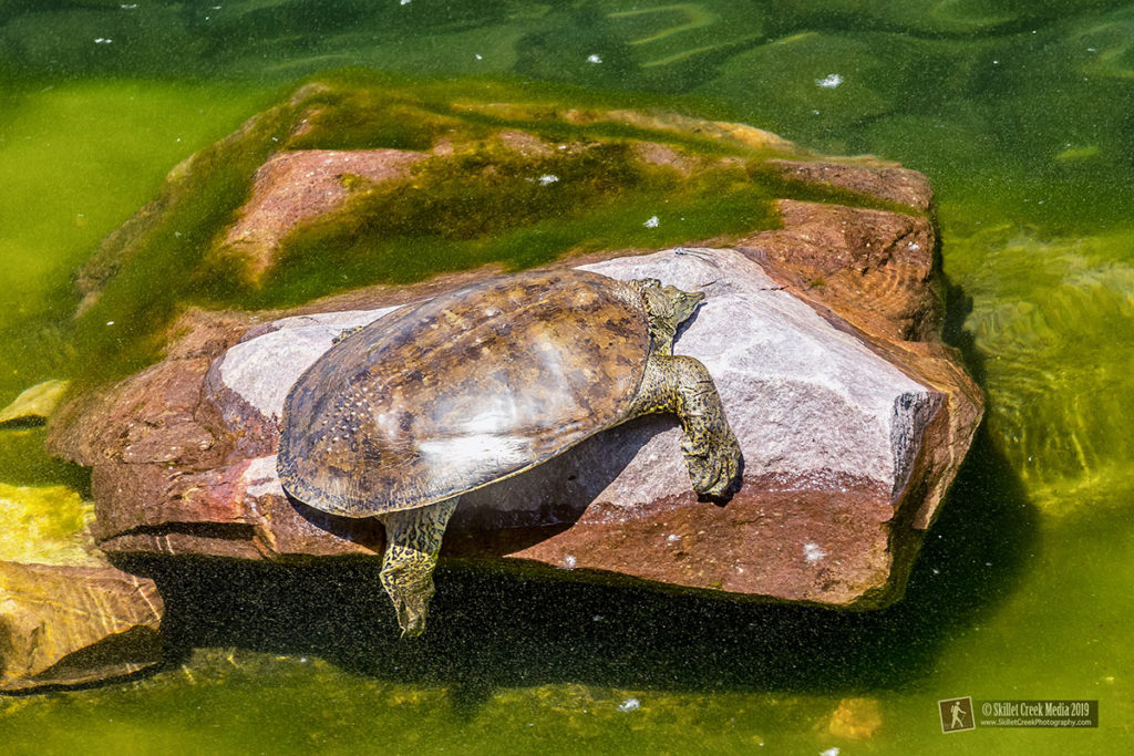 Smooth softshell turtle - Devil's Lake State Park