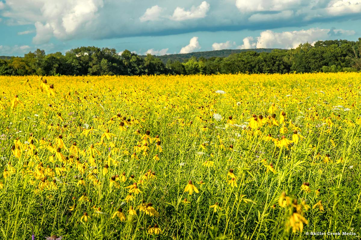 Fields of Flowers