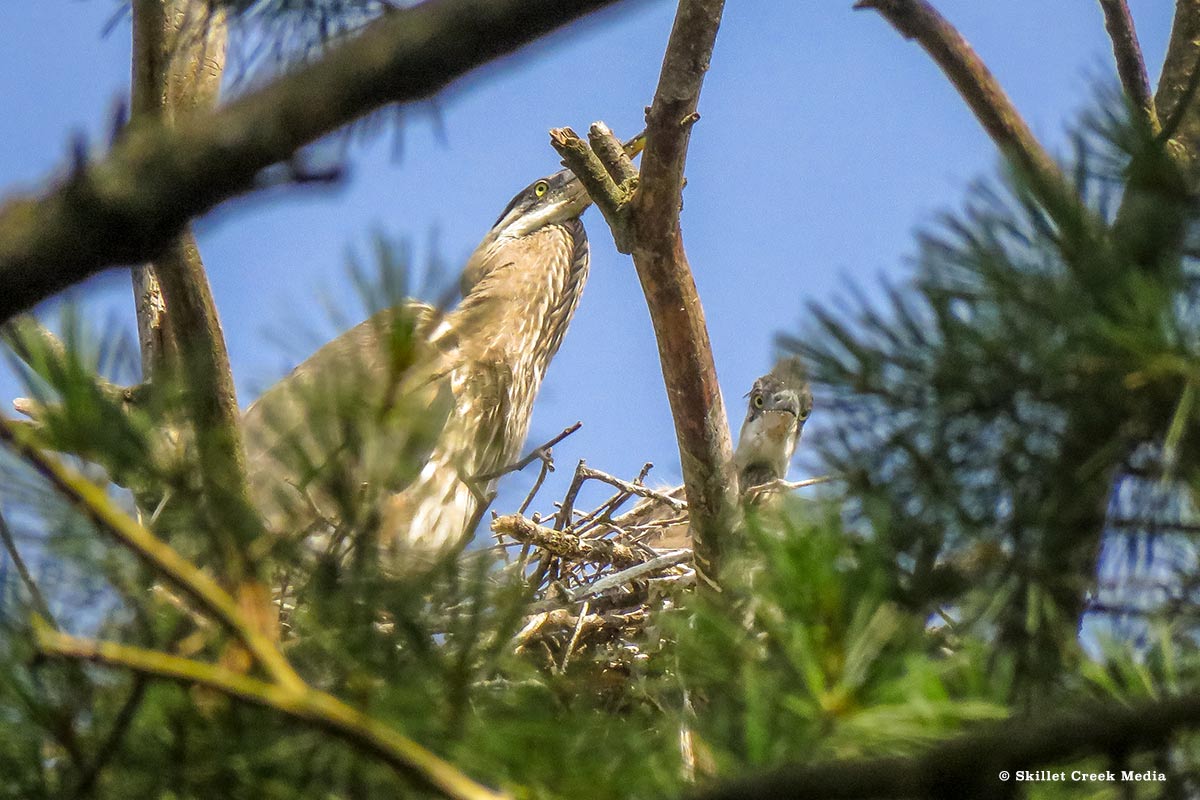 Great Blue Heron Chicks