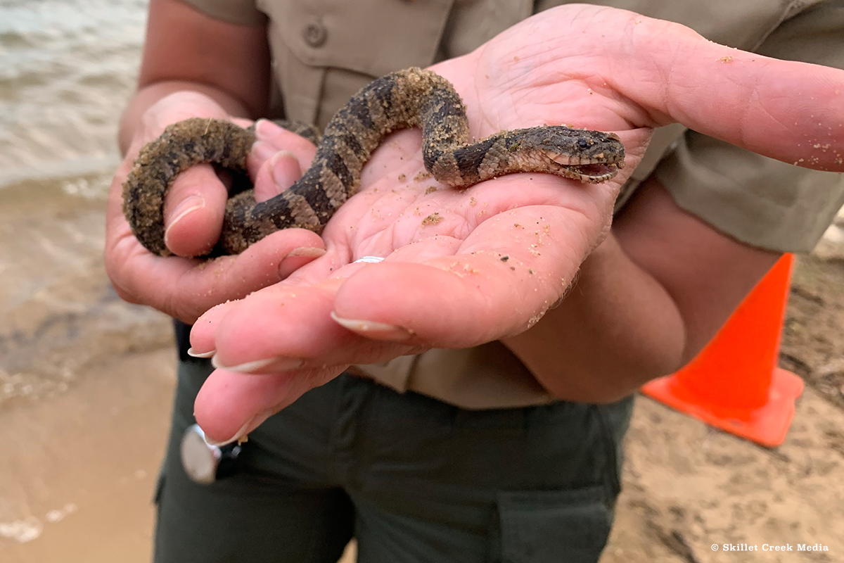 Holding an injured watersnake at Devil's Lake State Park