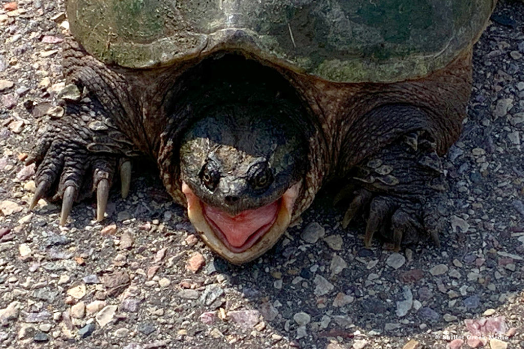 Snapping turtle, mouth open