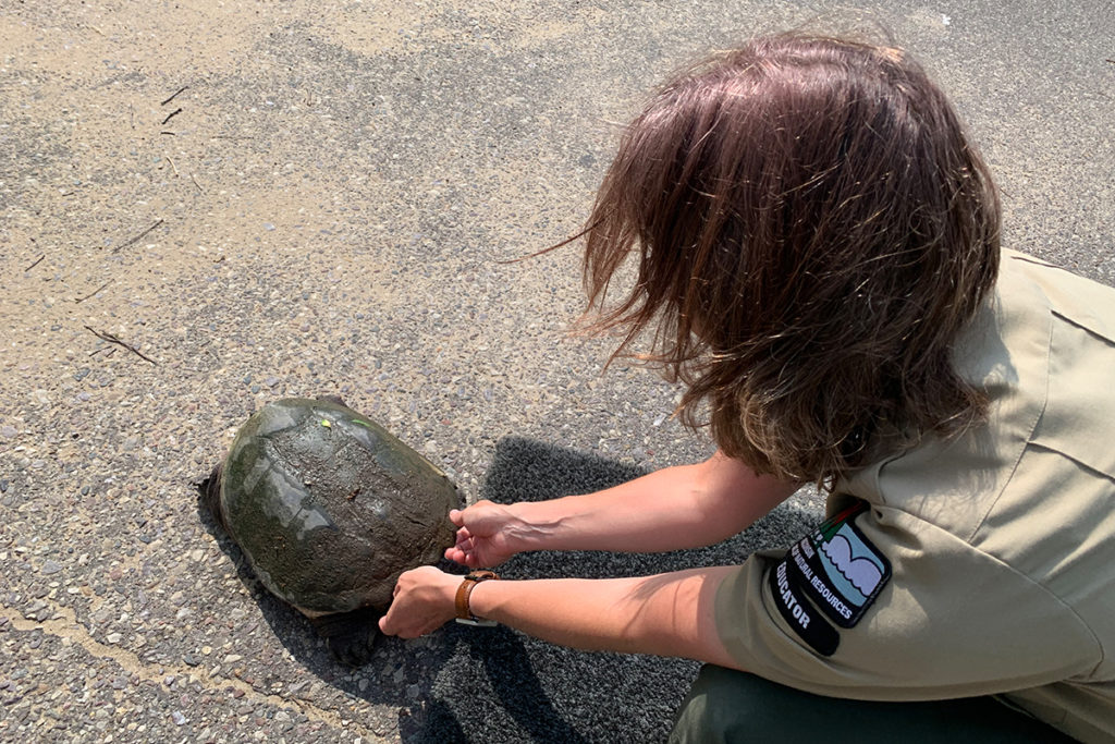Rescue a snapping turtle