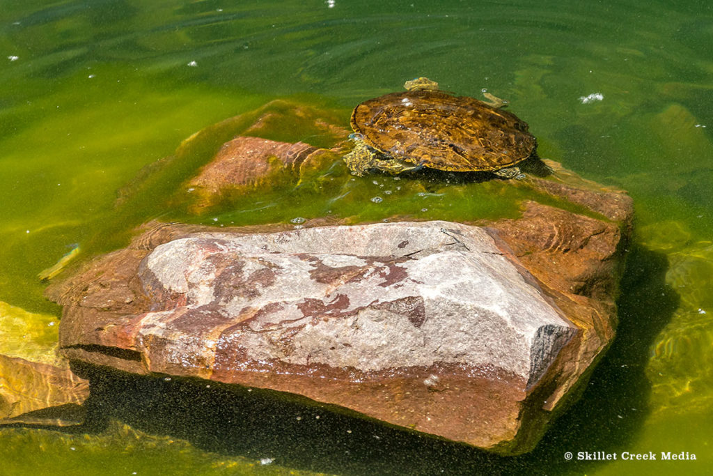 Smooth softshell turtle - Devil's Lake State Park