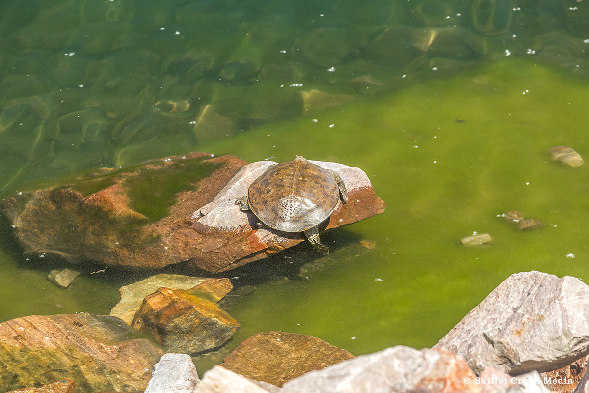 Smooth Softshell Turtle