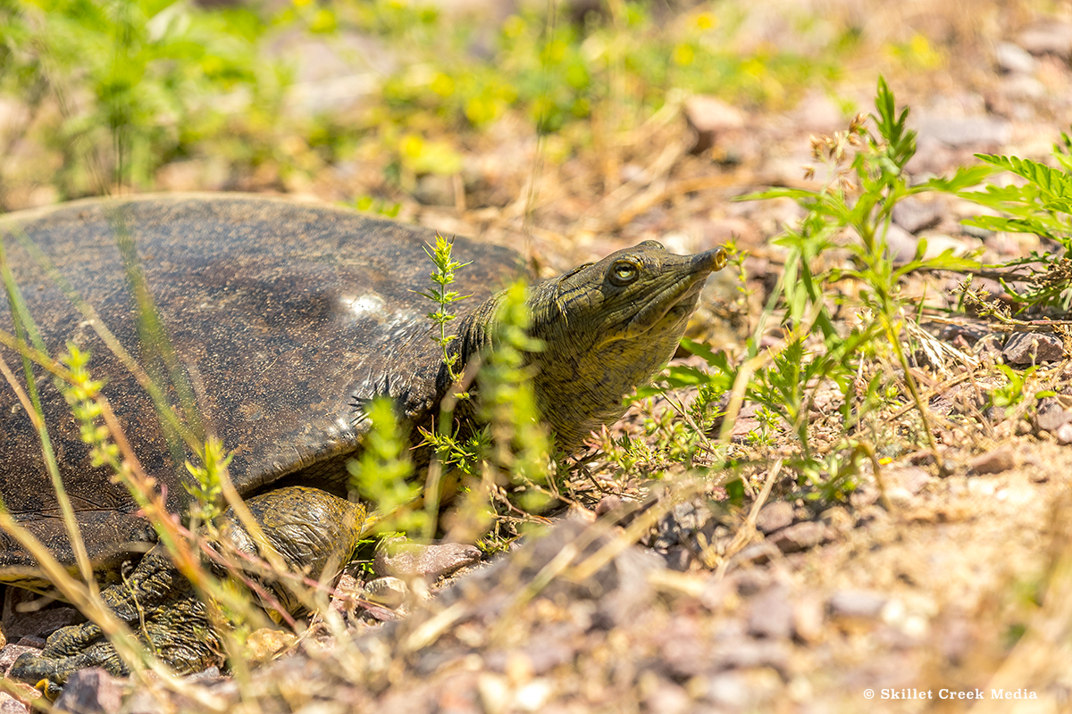 Spiny Soft Shell Turtle