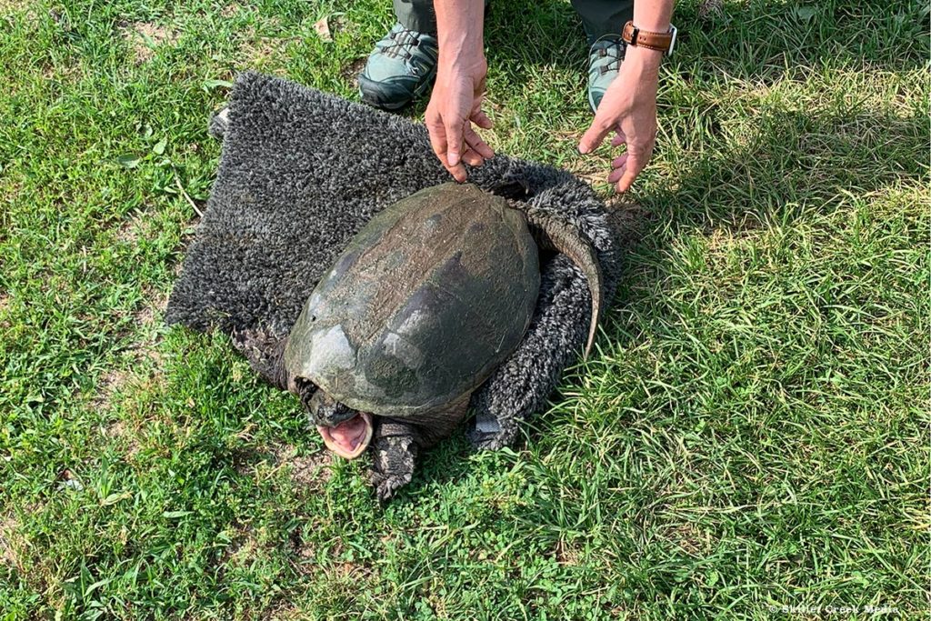 Snapping Turtle on Rug