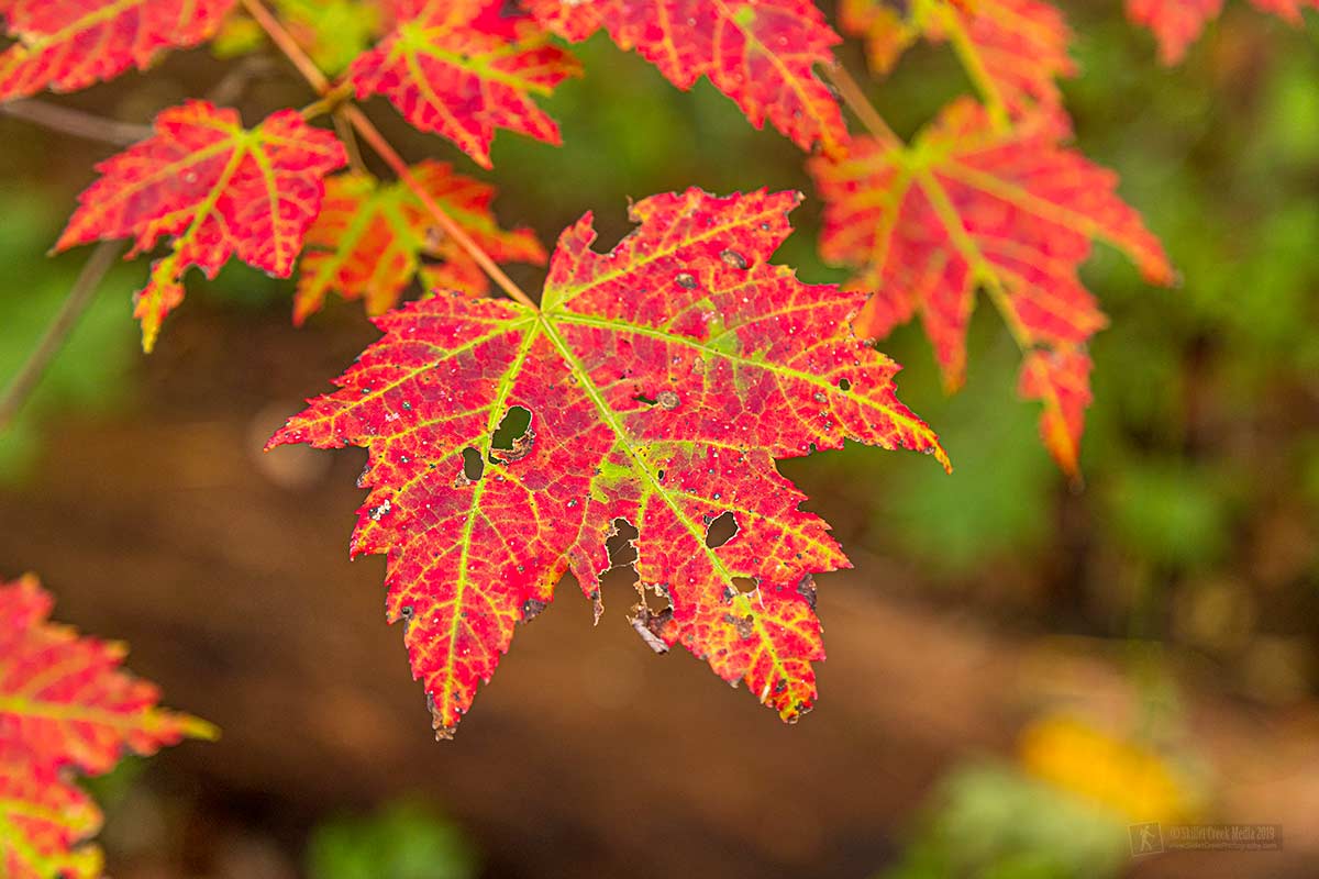 Fall Colors Devil's Lake