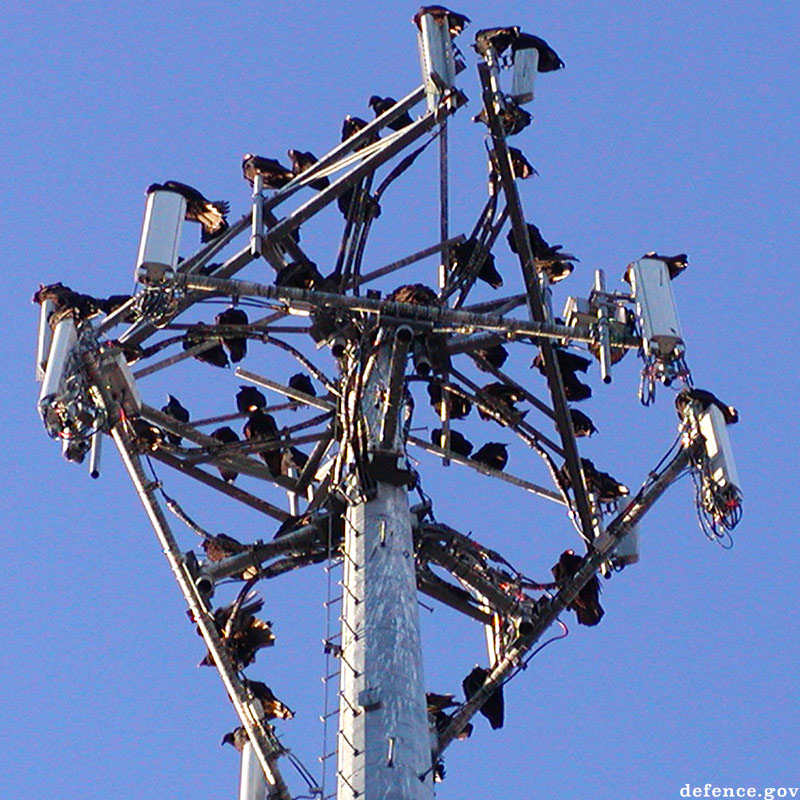 Vultures. Eglin Air force Base.