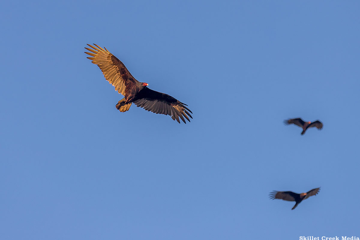 Turkey Vultures at Devil's Lake