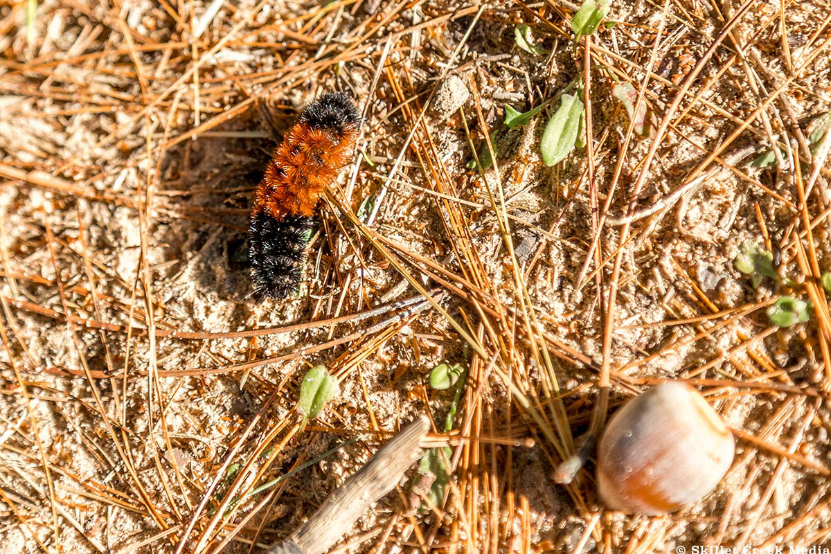 Woolly Bear Caterpillar