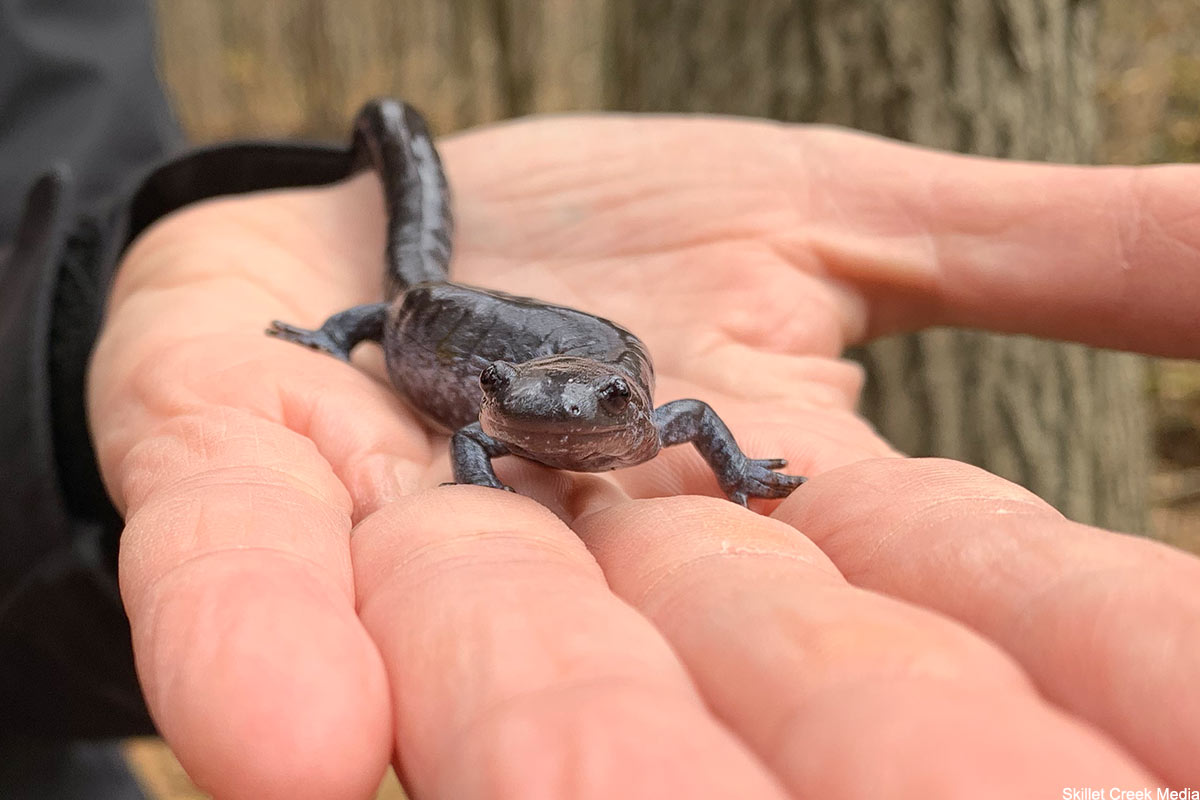 Blue Spotted Salamander at Devil's Lake State Park