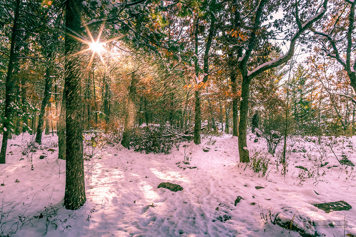 Snowy Forest, Devil's Lake State Park