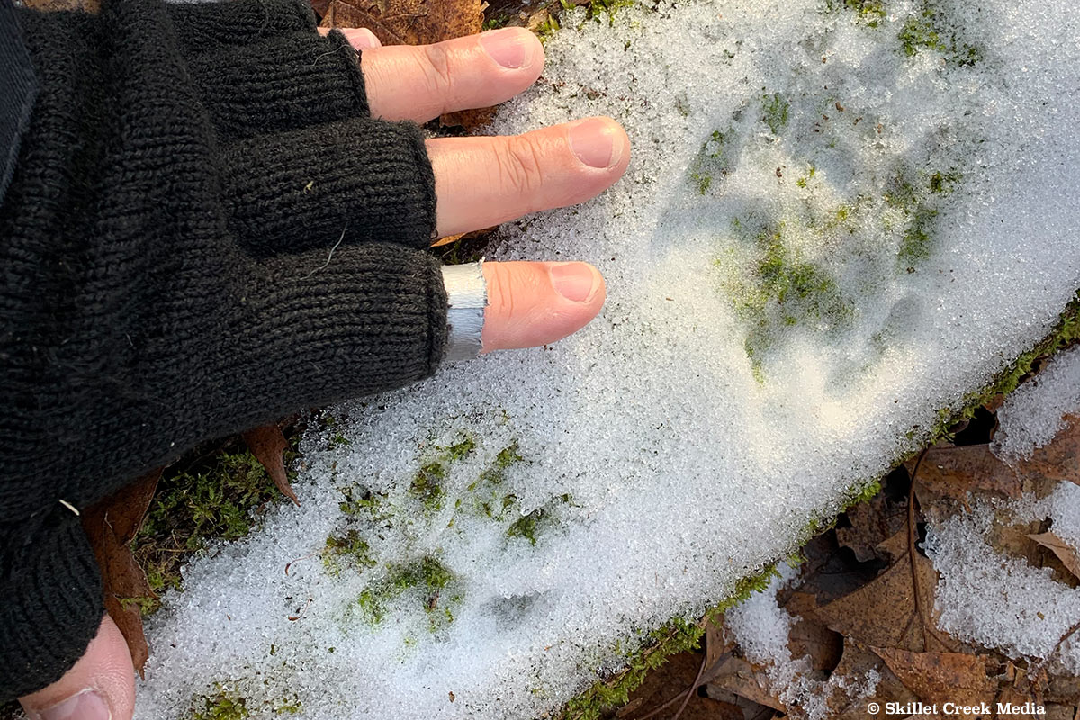 Raccoon Tracks in the Snow!