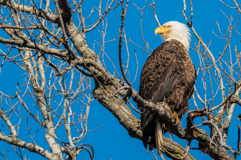 Bald Eagle in Sauk Prairie Wisconsin.