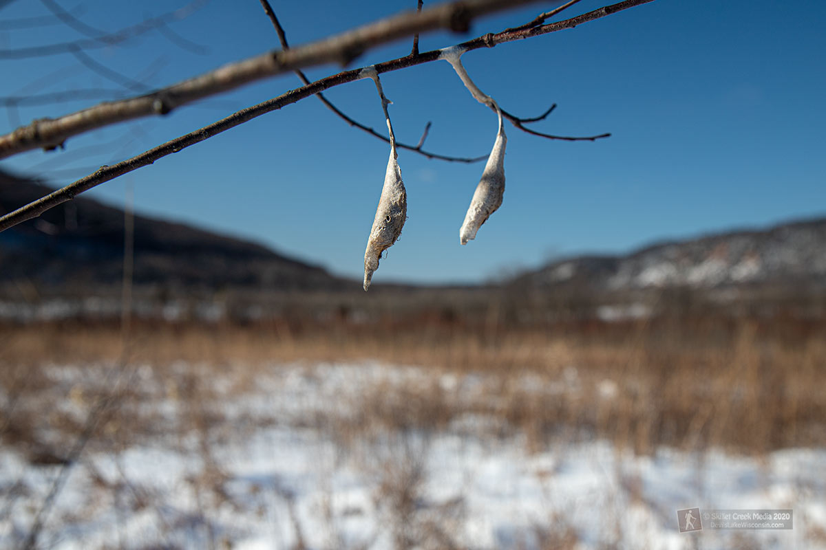 promethea moth cocoon wisconsin