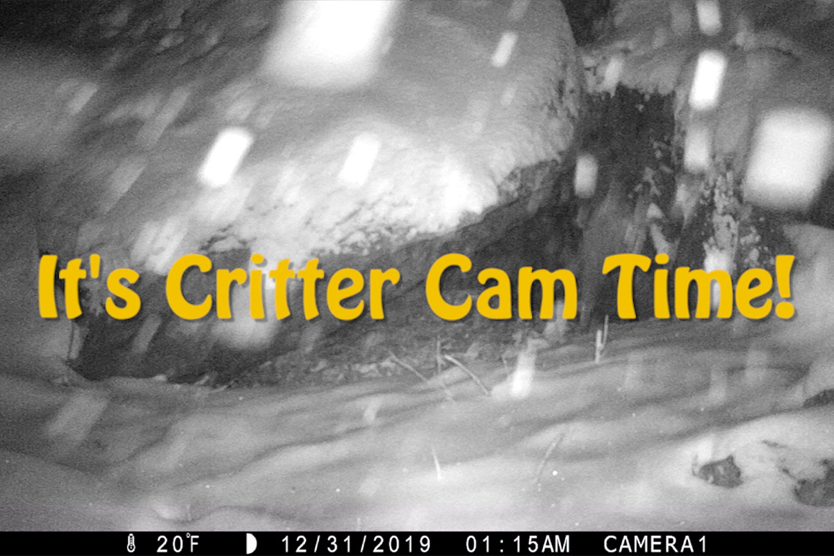 Devil's Lake Trail Camera during a snowstorm.