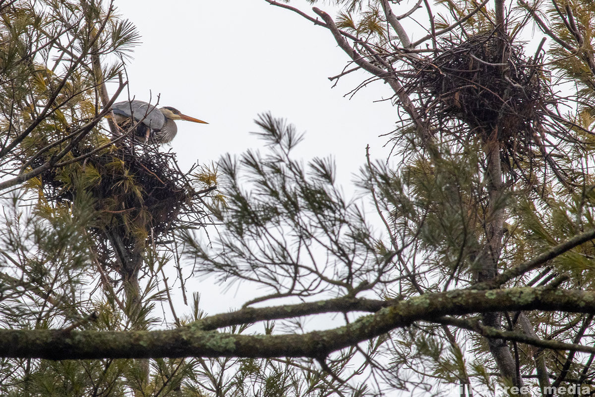 Great Blue Heron March 9, 2020