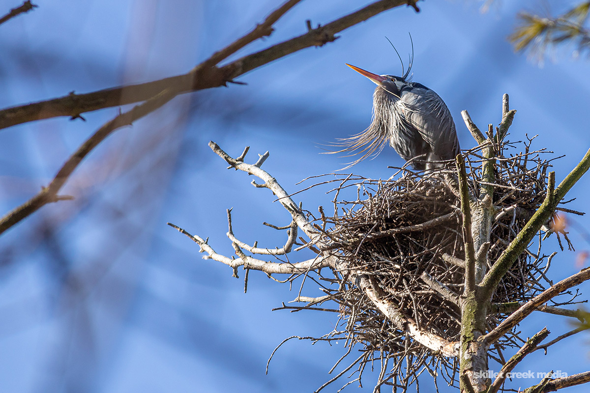 Wisconsin Heron 2020