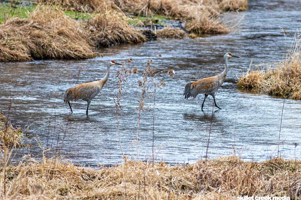 Sandhill Cranes in Leech Creek, Baraboo.