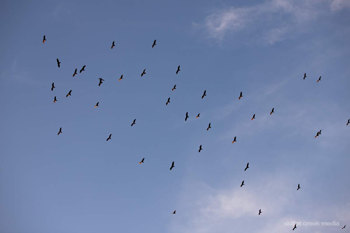 Turkey Vultures Devil's Lake State Park