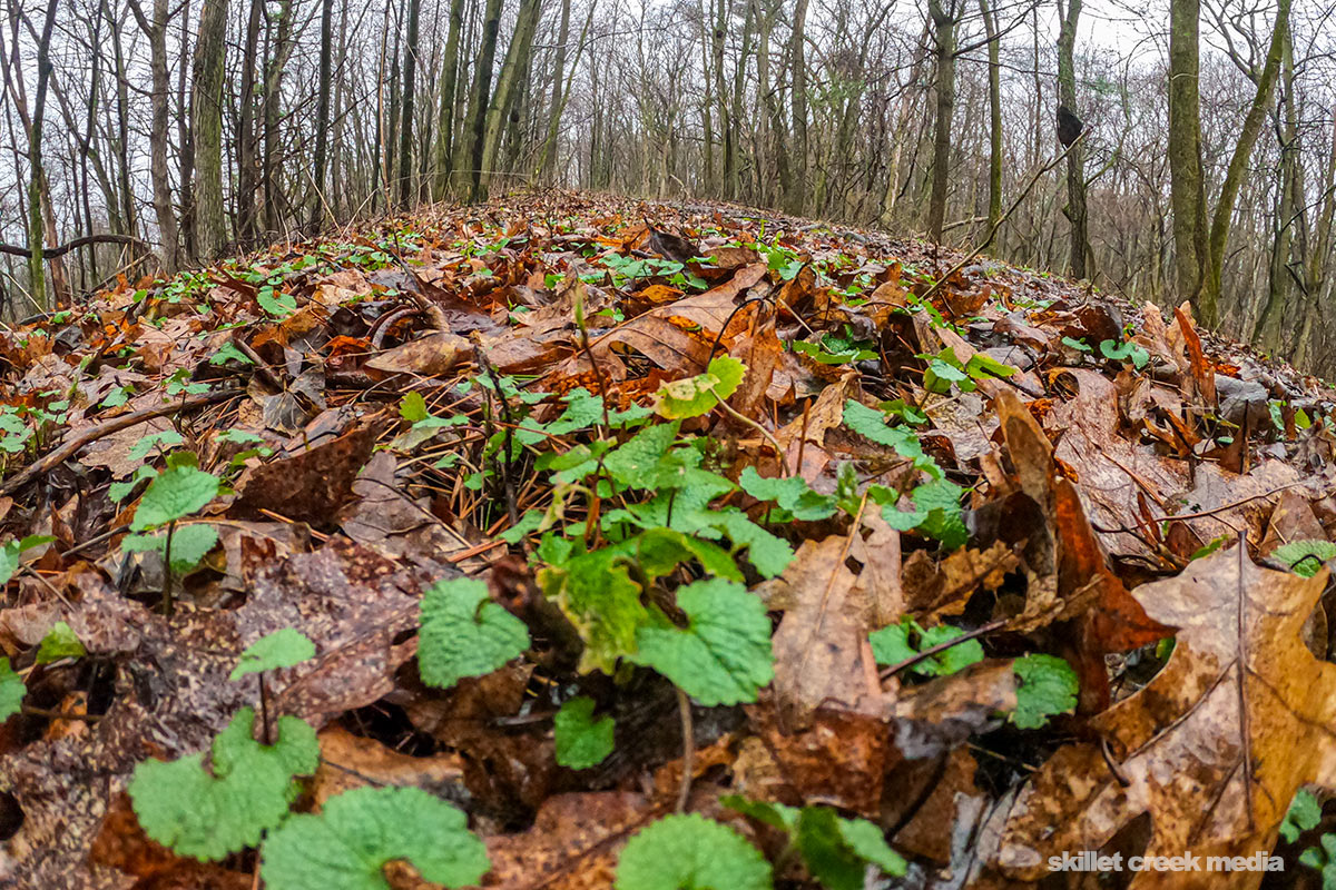 Garlic Mustard