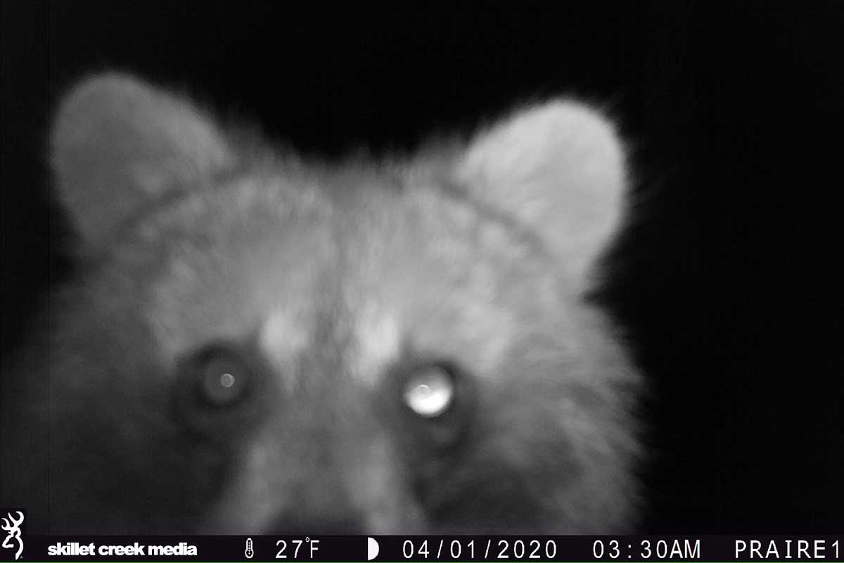 Critter Cam Check! May 7th