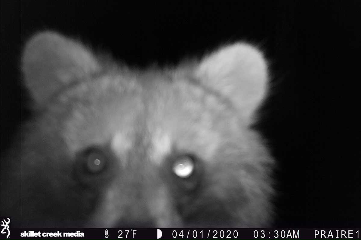 Racoon at Devil's Lake State Park