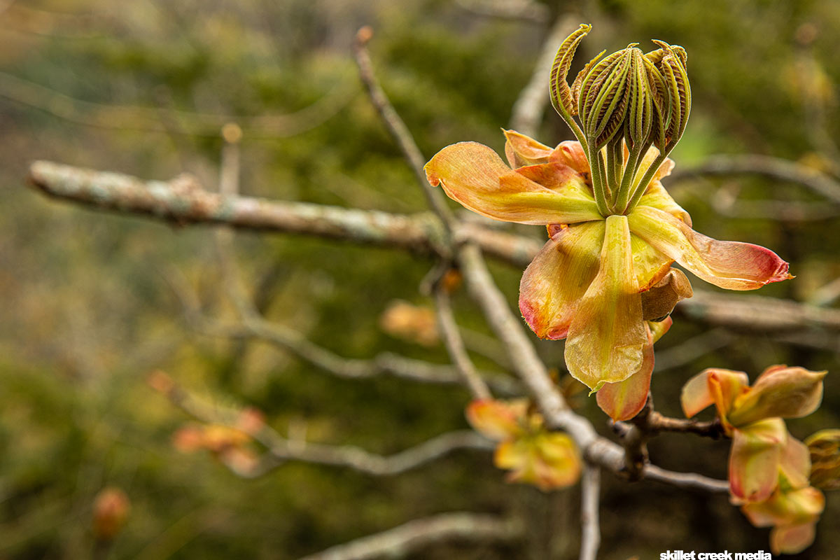 Shagbark Hickory