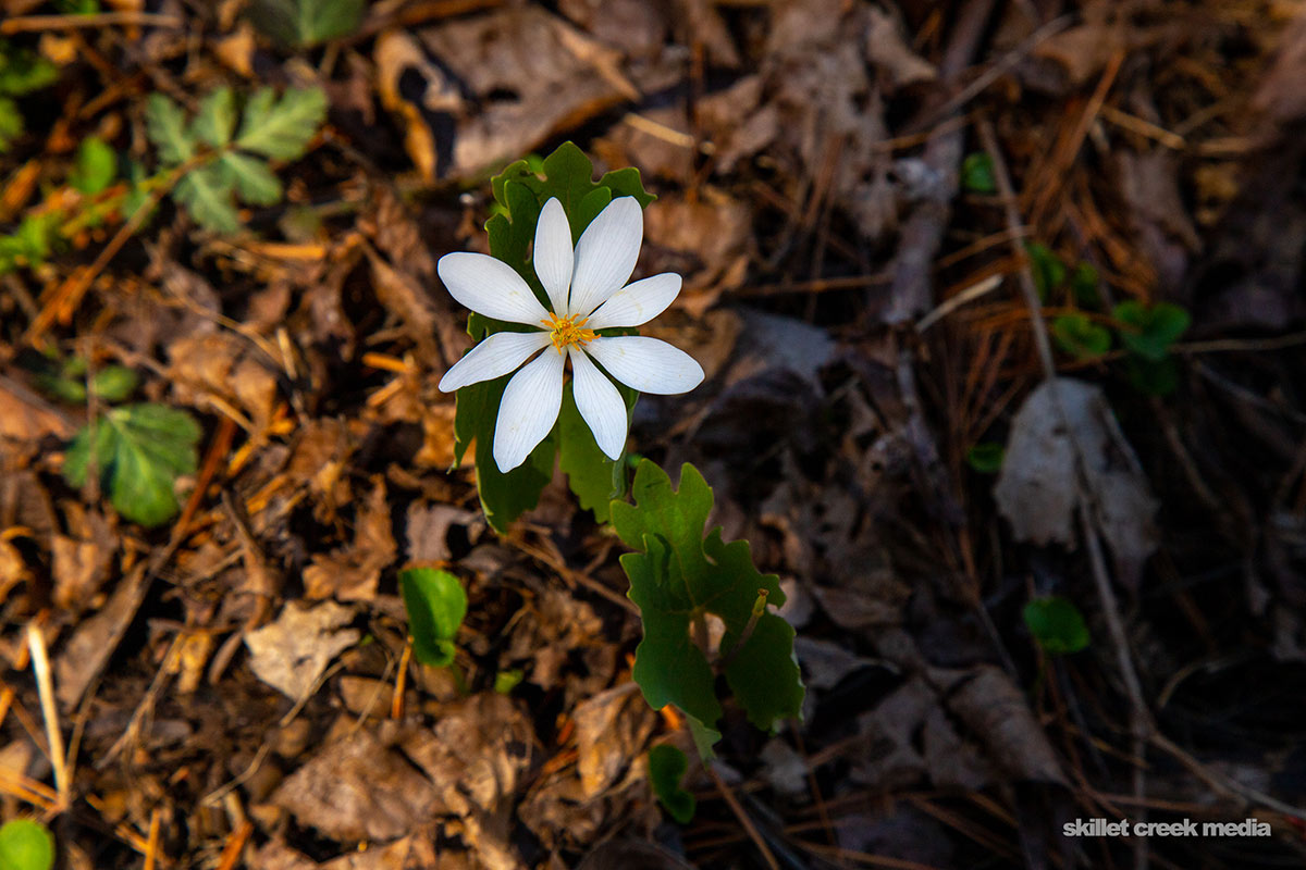 Bloodroot Flower