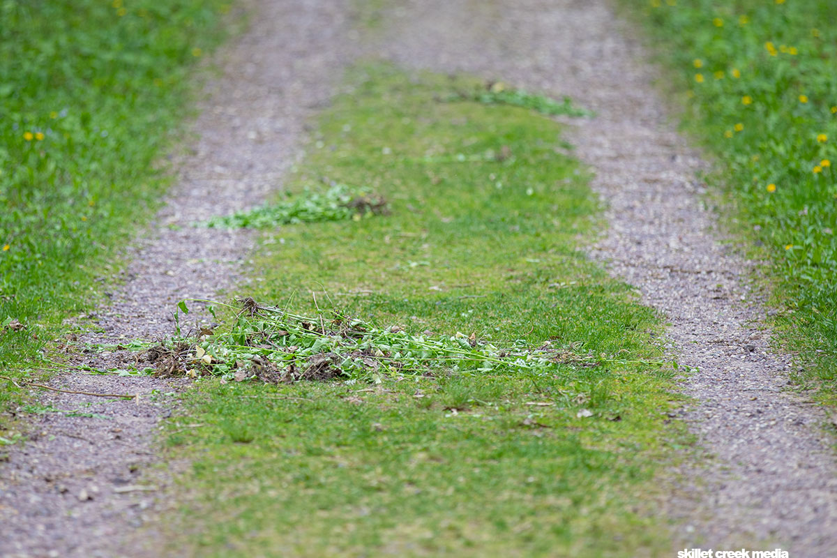 Garlic Mustard