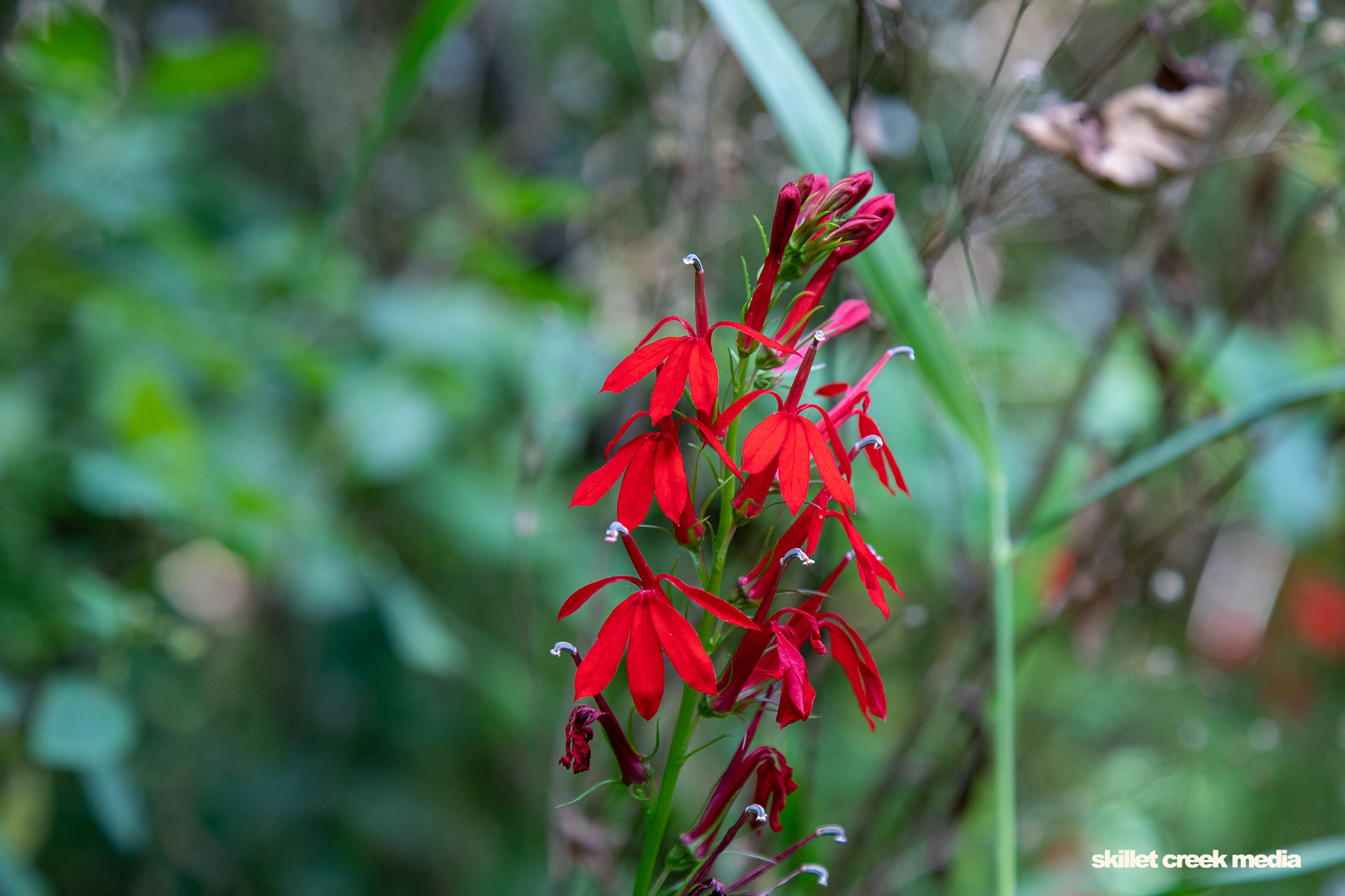 Cardinal Flowers