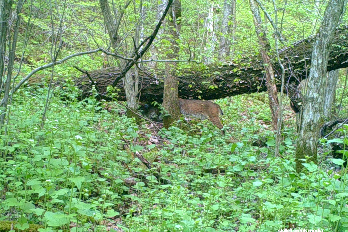 Devil's Lake State Park Bobcat Image