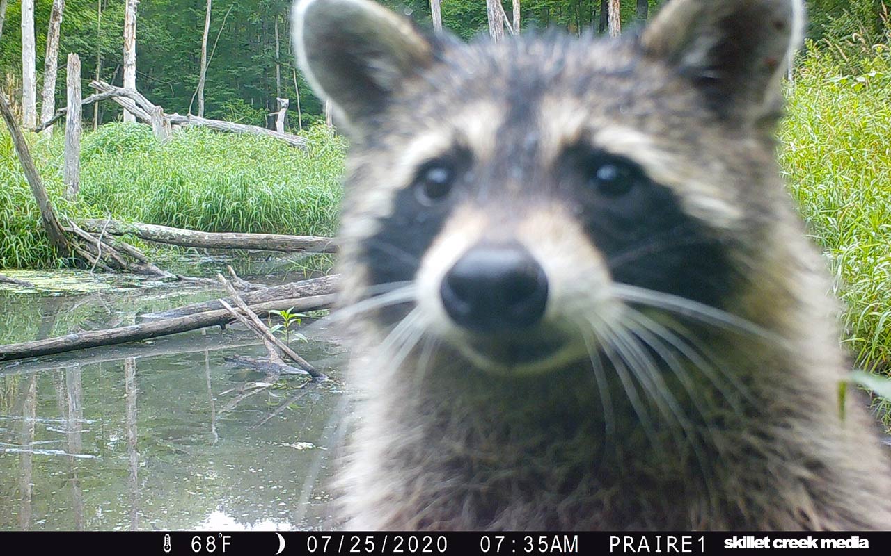 Raccoon on South Bluff