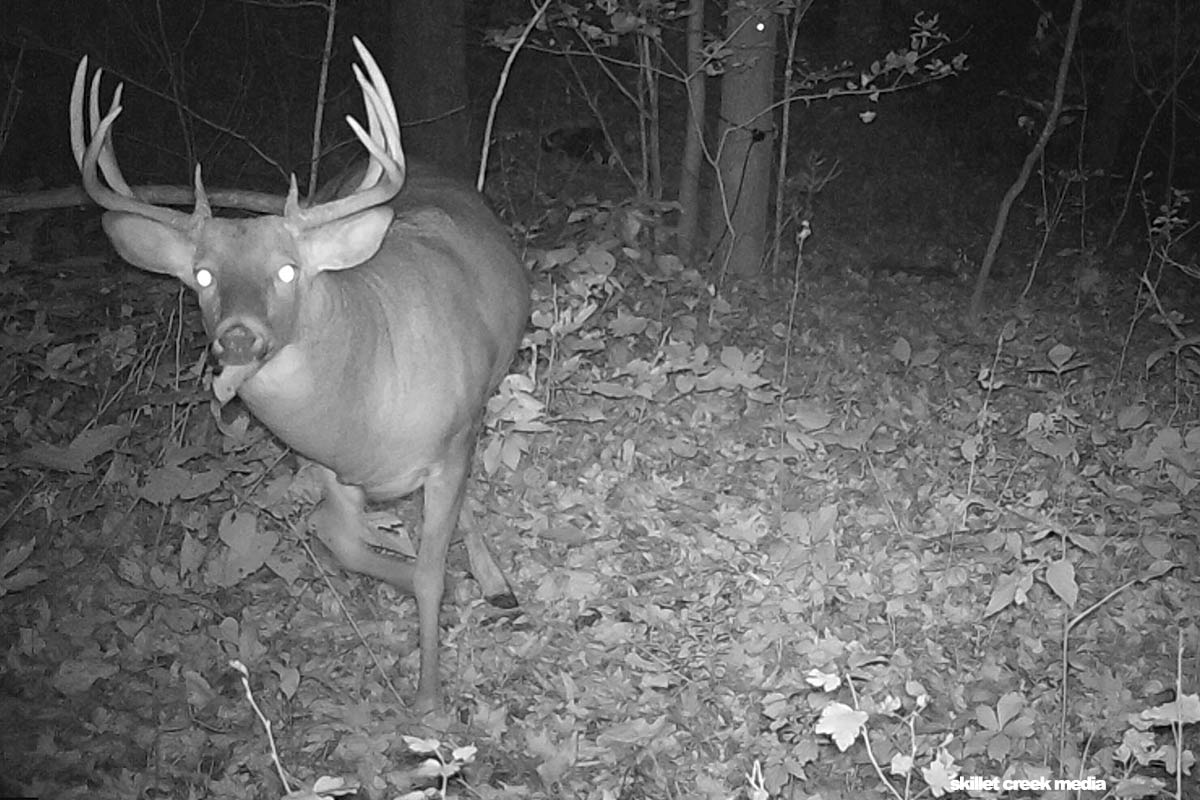 whitetail buck at Devil's Lake State Park