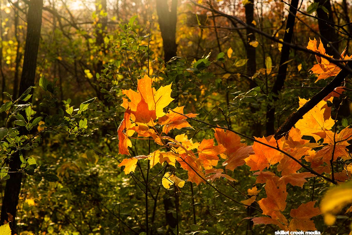 Fall Color - Ice Age Campground