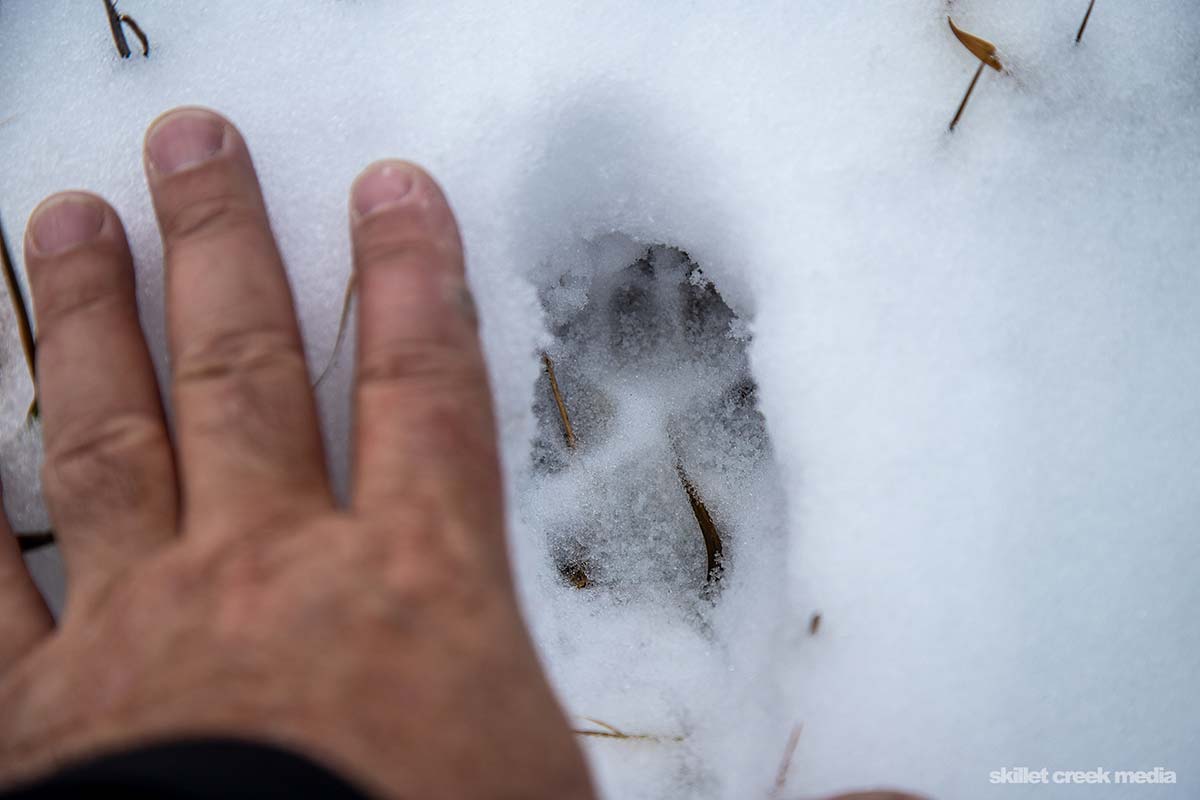 coyote track